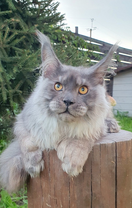 Haval Akbars (polydactyl 66/66) - Kitten maine-coon 5 months 3 weeks