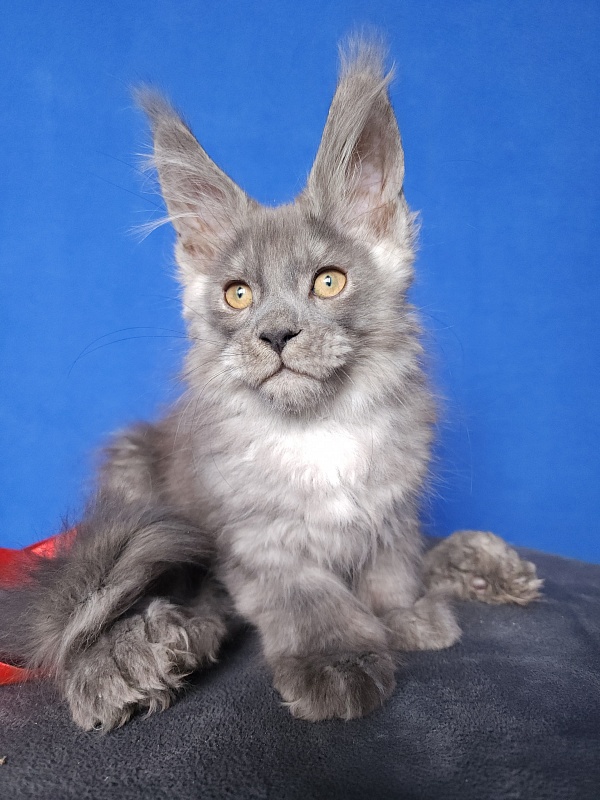 Haval Akbars (polydactyl 66/66) - Kitten maine-coon 2 months 0.5 weeks