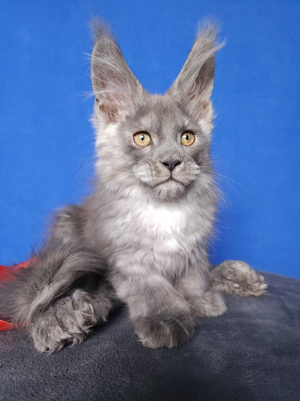 Haval Akbars (polydactyl 66/66) - Kitten maine-coon 2 months 0.5 weeks