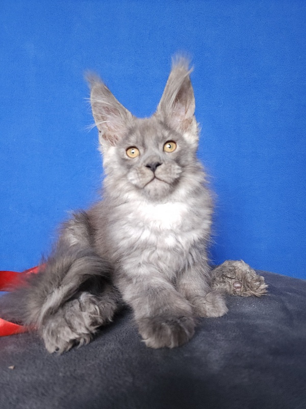 Haval Akbars (polydactyl 66/66) - Kitten maine-coon 2 months 0.5 weeks