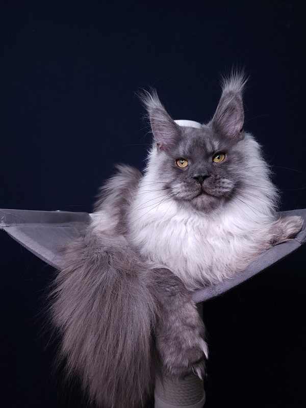 Haval Akbars (polydactyl 66/66) - Junior maine-coon 7 months 2 weeks