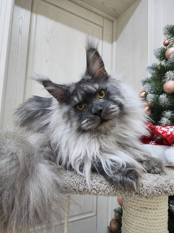 Haval Akbars (polydactyl 66/66) - Junior maine-coon 9 months 3 weeks