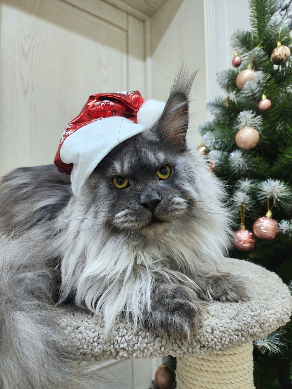 Haval Akbars (polydactyl 66/66) - Junior maine-coon 9 months 3 weeks