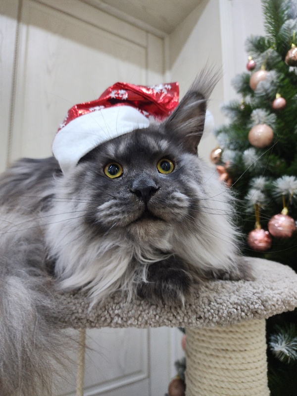 Haval Akbars (polydactyl 66/66) - Junior maine-coon 9 months 3 weeks