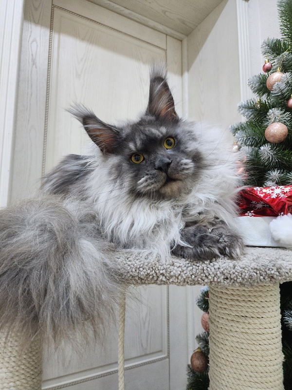 Haval Akbars (polydactyl 66/66) - Junior maine-coon 9 months 3 weeks