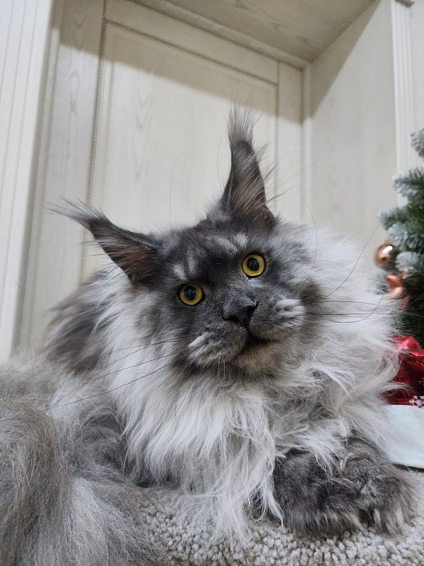 Haval Akbars (polydactyl 66/66) - Junior maine-coon 9 months 3 weeks