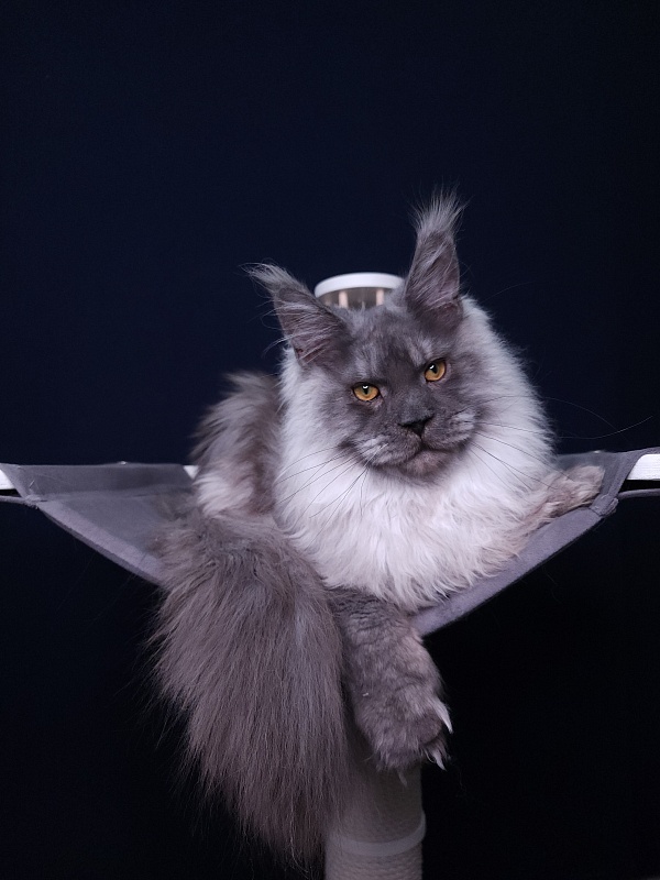 Haval Akbars (polydactyl 66/66) - Junior maine-coon 7 months 2 weeks