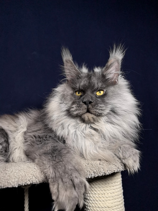 Haval  Akbars  (polydactyl 66/66) - Adult maine-coon 1 year 9 months 2.5 weeks