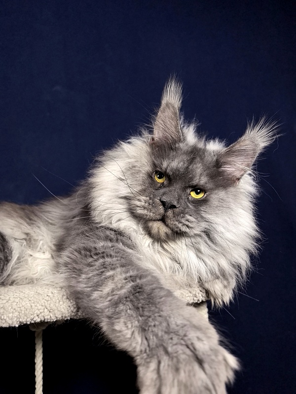 Haval  Akbars  (polydactyl 66/66) - Adult maine-coon 1 year 9 months 2.5 weeks