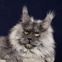 Haval  Akbars  (polydactyl 66/66)