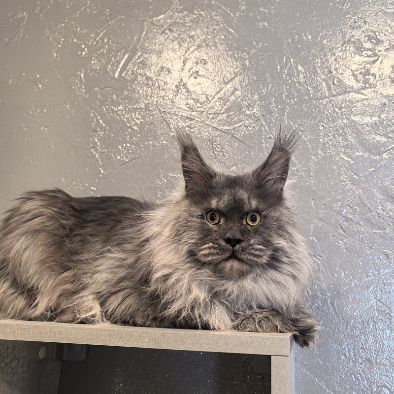 Haval  Akbars  (polydactyl 66/66) - Adult maine-coon 1 year 11 months 0.5 weeks