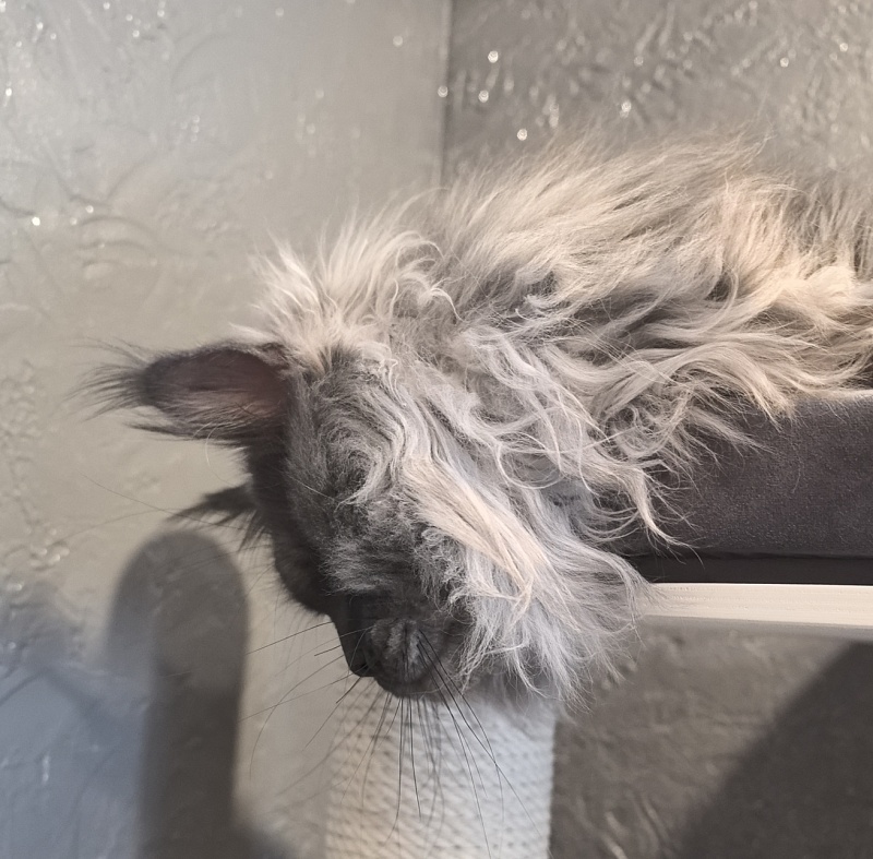 Haval  Akbars  (polydactyl 66/66) - Adult maine-coon 1 year 11 months 0.5 weeks