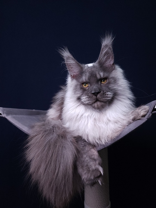 Haval Akbars (polydactyl 66/66) - Junior maine-coon 7 months 2 weeks