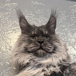 Haval Akbars (polydactyl 66/66)