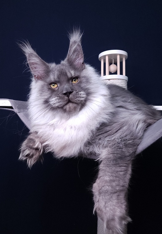 Haval Akbars (polydactyl 66/66) - Junior maine-coon 7 months 2 weeks