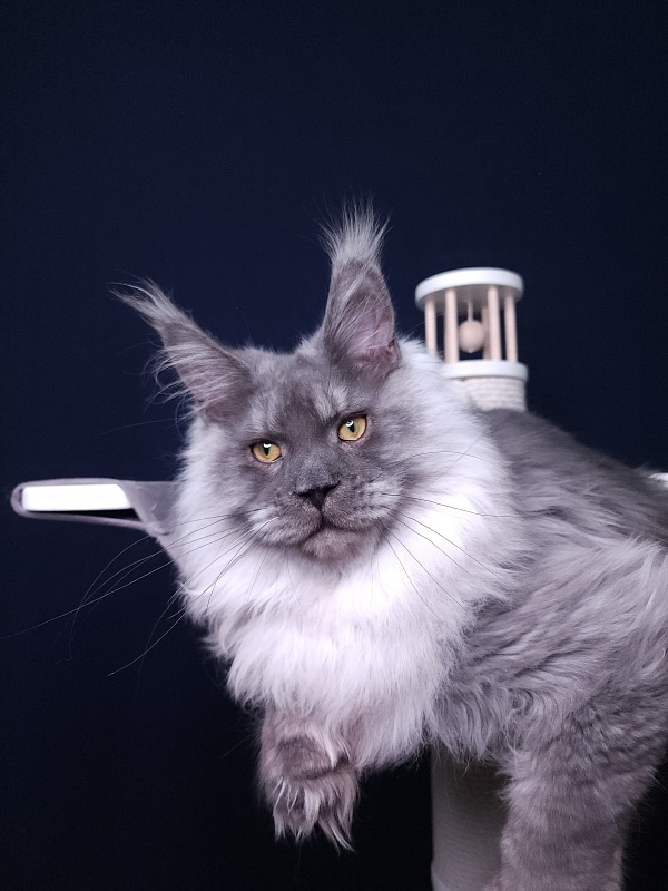 Haval Akbars (polydactyl 66/66) - Junior maine-coon 7 months 2 weeks