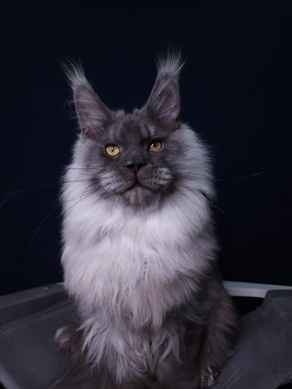 Haval Akbars (polydactyl 66/66) - Junior maine-coon 7 months 2 weeks