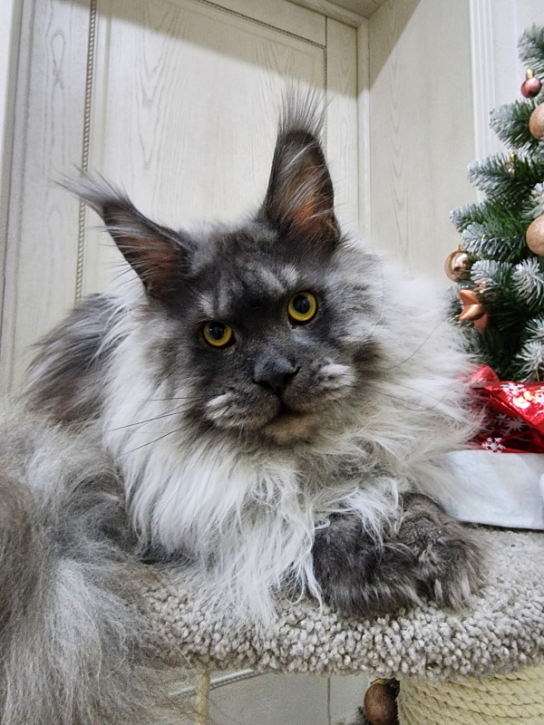 Haval Akbars (polydactyl 66/66) - Junior maine-coon 9 months 3 weeks