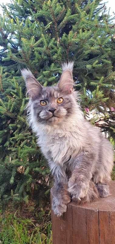 Haiku Akbars - Kitten maine-coon 4 months