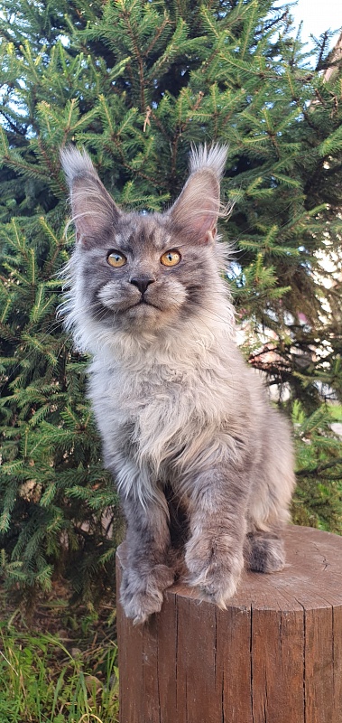 Haiku Akbars - Kitten maine-coon 4 months