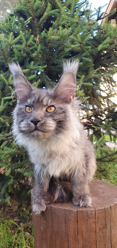 Haiku Akbars - Kitten maine-coon 4 months