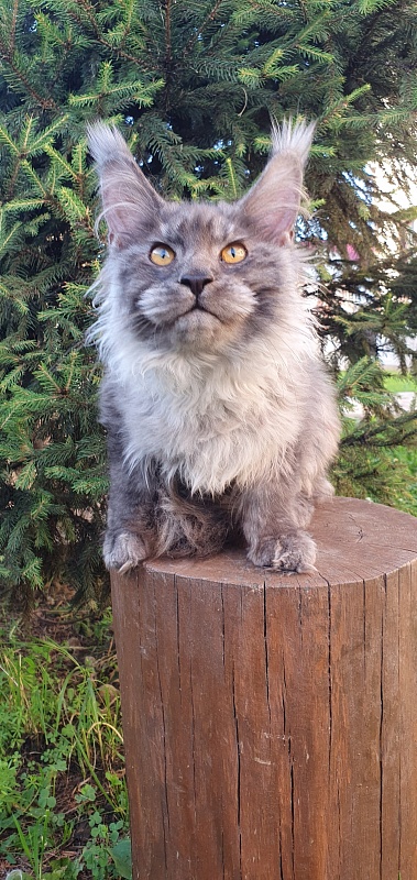 Haiku Akbars - Kitten maine-coon 4 months