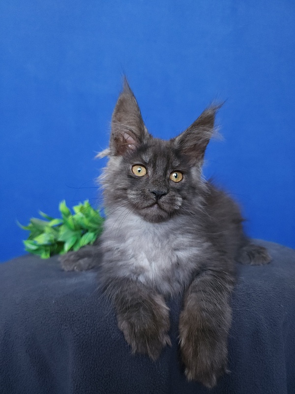 Hloya Cat Akbars - Kitten maine-coon 2 months 0.5 weeks