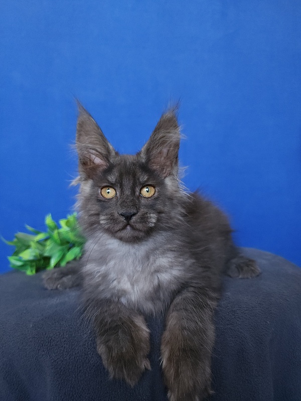 Hloya Cat Akbars - Kitten maine-coon 2 months 0.5 weeks