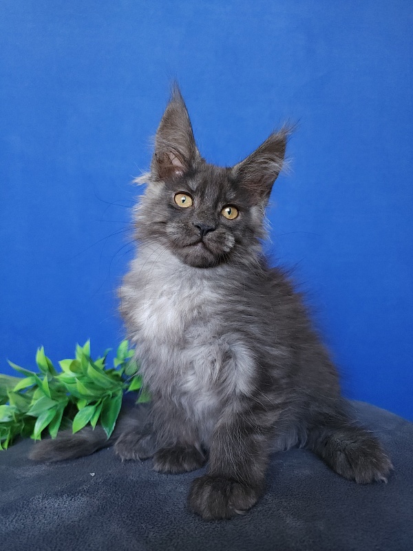 Hloya Cat Akbars - Kitten maine-coon 2 months 0.5 weeks