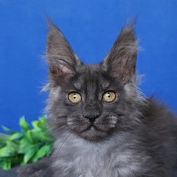 Hloya Cat  Akbars