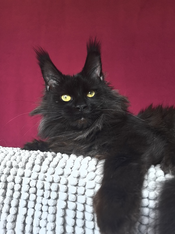 Hella Akbars (polydactyl 66/66) - Adult maine-coon 1 year 7 months 3 weeks