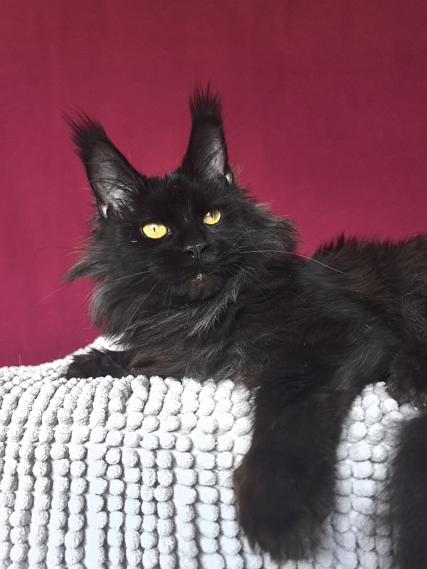 Hella Akbars (polydactyl 66/66) - Adult maine-coon 1 year 7 months 3 weeks