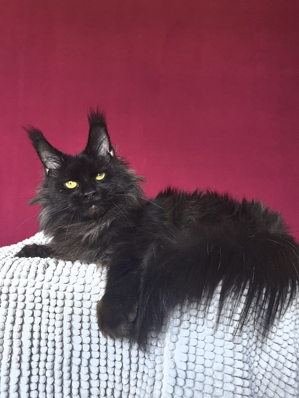 Hella Akbars (polydactyl 66/66) - Adult maine-coon 1 year 7 months 3 weeks