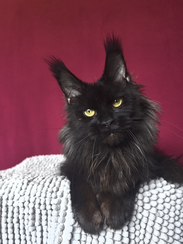 Hella Akbars (polydactyl 66/66) - Adult maine-coon 1 year 7 months 3 weeks