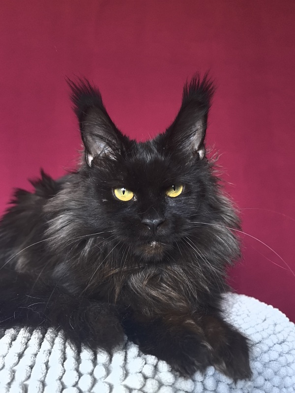Hella Akbars (polydactyl 66/66) - Adult maine-coon 1 year 7 months 3 weeks