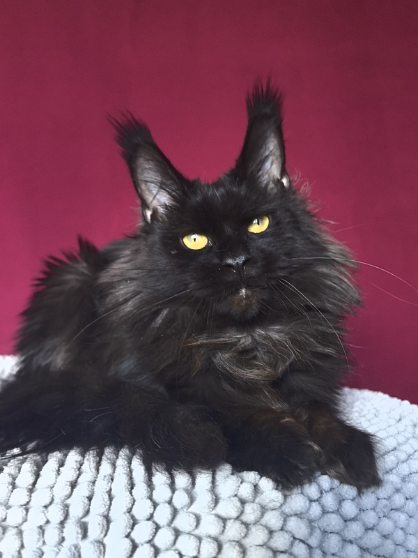 Hella Akbars (polydactyl 66/66) - Adult maine-coon 1 year 7 months 3 weeks