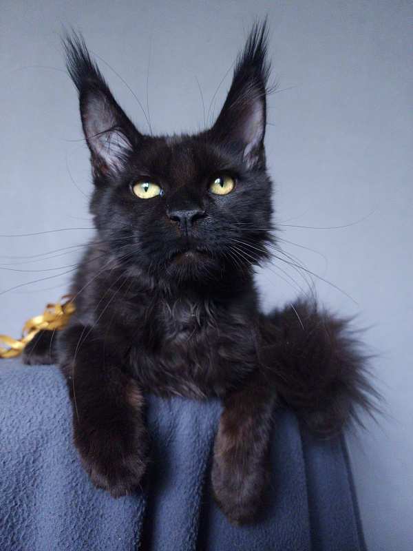 Zaika Akbars - Kitten maine-coon 3 months 3.5 weeks