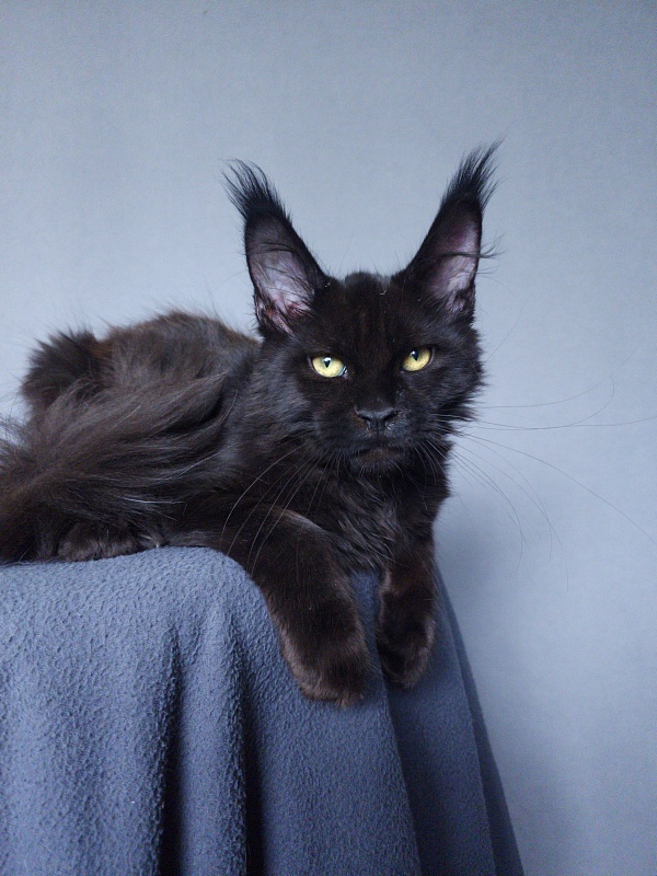 Zaika Akbars - Kitten maine-coon 3 months 3.5 weeks