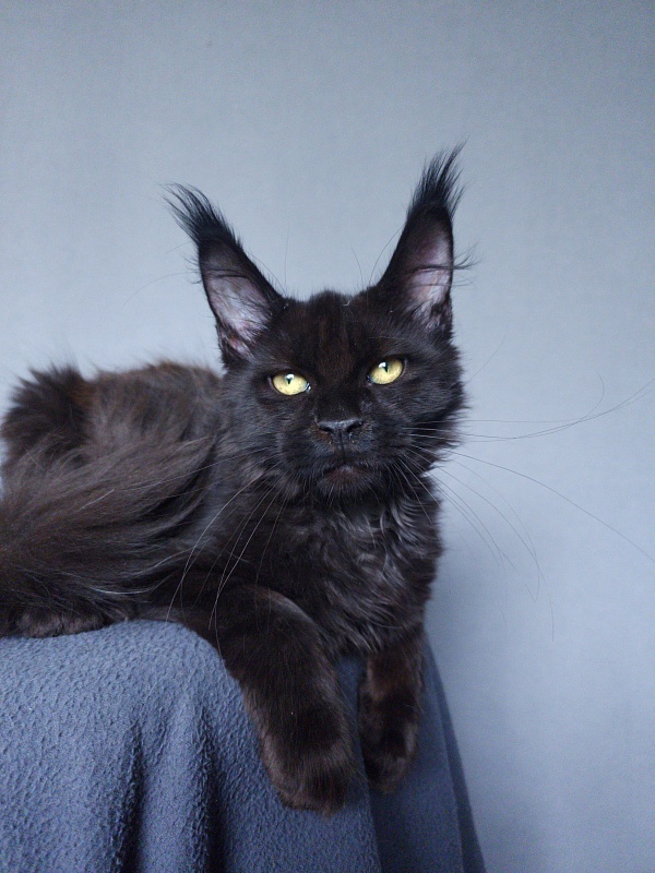 Zaika Akbars - Kitten maine-coon 3 months 3.5 weeks