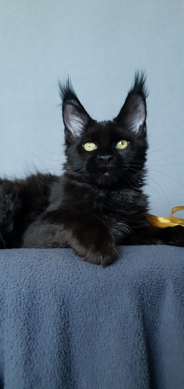 Zaika Akbars - Kitten maine-coon 3.5 months