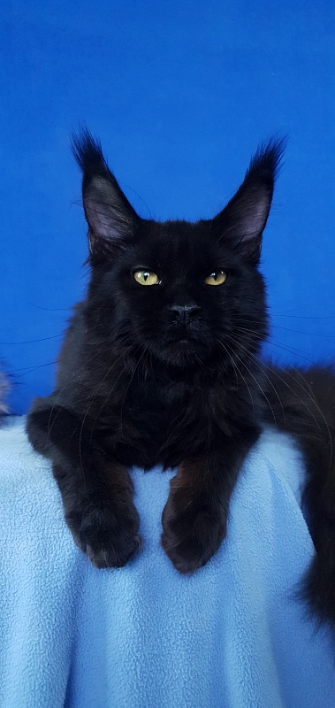 Zaika Akbars - Kitten maine-coon 4 months 3 weeks