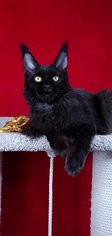 Zaika Akbars - Kitten maine-coon 4 months 3 weeks
