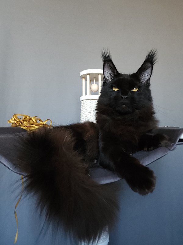 Zaika Akbars - Kitten maine-coon 6.5 months