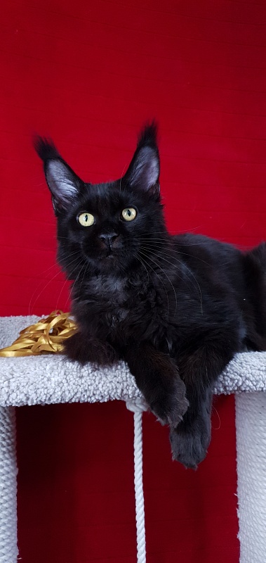 Zaika Akbars - Kitten maine-coon 4 months 3 weeks