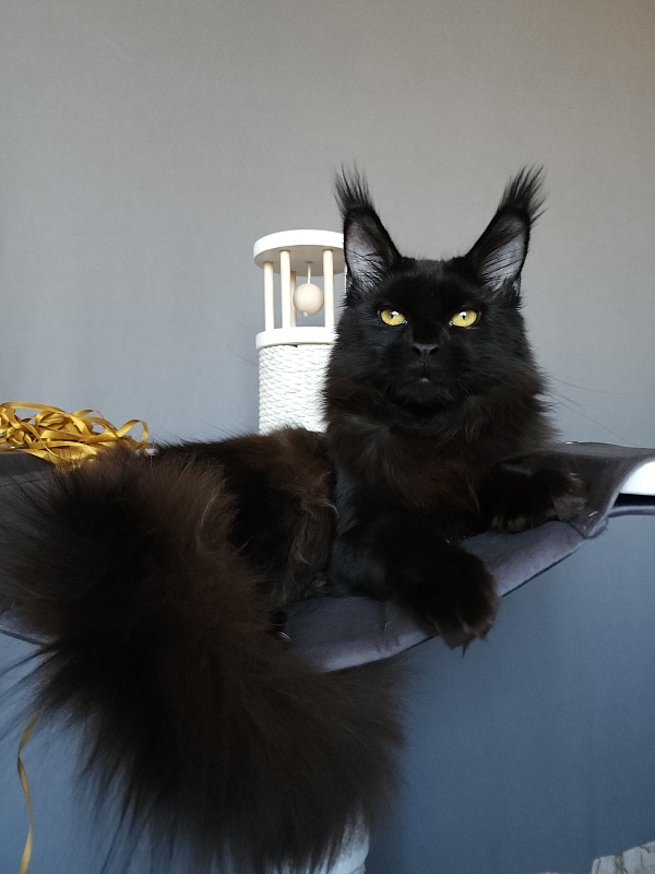 Zaika Akbars - Kitten maine-coon 6.5 months