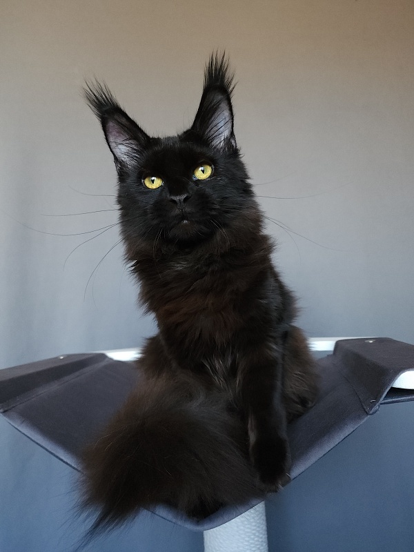Zaika Akbars - Kitten maine-coon 6.5 months