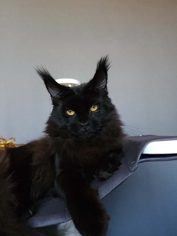 Zaika Akbars - Kitten maine-coon 6.5 months