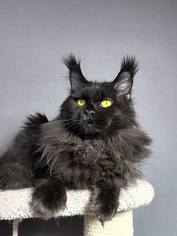 Zaika  Akbars - Adult maine-coon 1 year 10 months 1 week