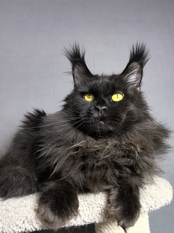 Zaika  Akbars - Adult maine-coon 1 year 10 months 1 week