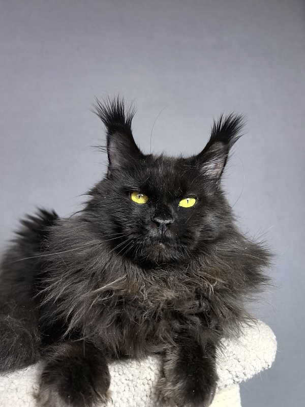 Zaika  Akbars - Adult maine-coon 1 year 10 months 1 week